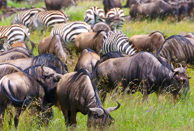 This Ultimate Serengeti Wildebeest Migration Safari (8-Day Tanzania, Serengeti Great Migration has been listed as one of the Seven Natural Wonders..