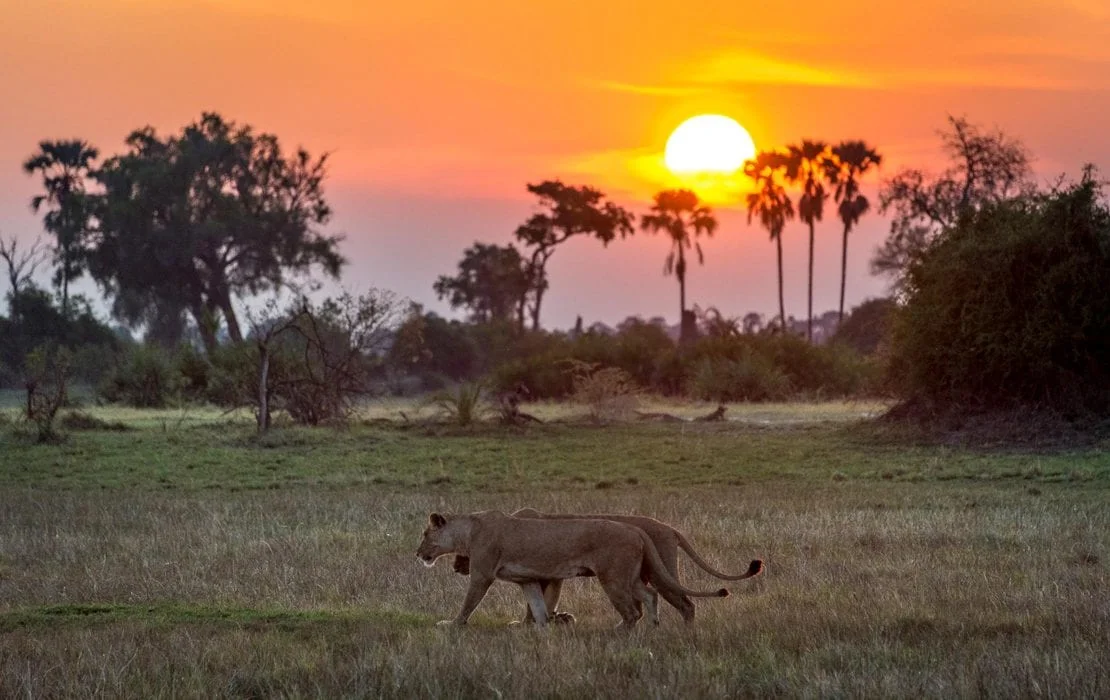 1-Day Safari Packages Zanzibar to Selous 