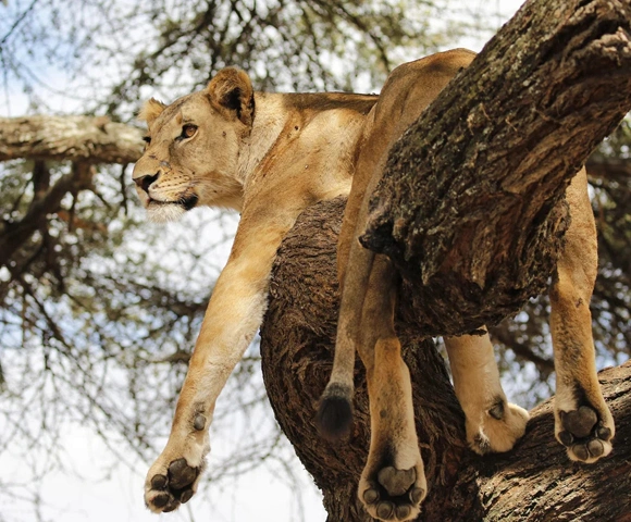 3-Day Serengeti Christmas Safari from Zanzibar