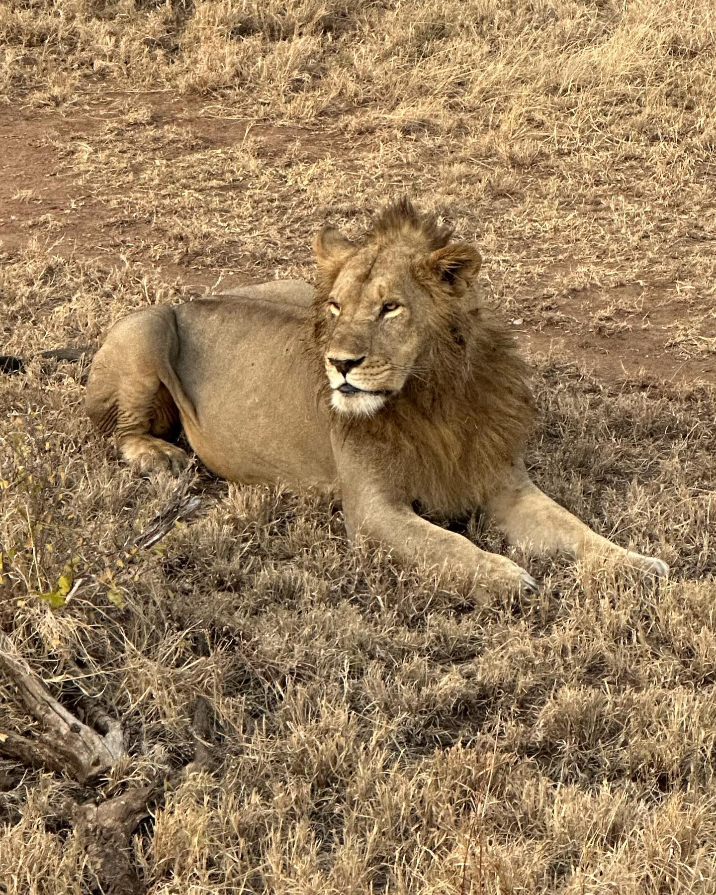 3日間タンザニア中級ロッジサファリ