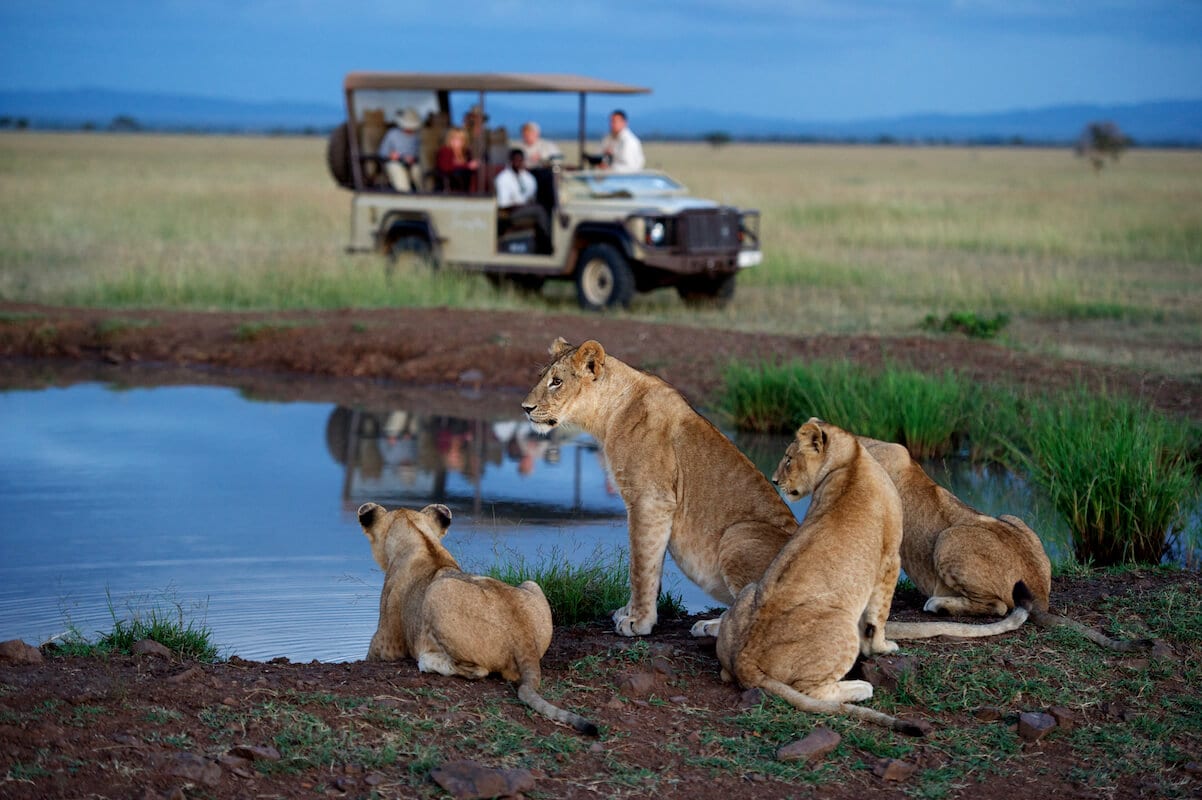 4-Day Christmas Wildlife Safari in Tanzania
