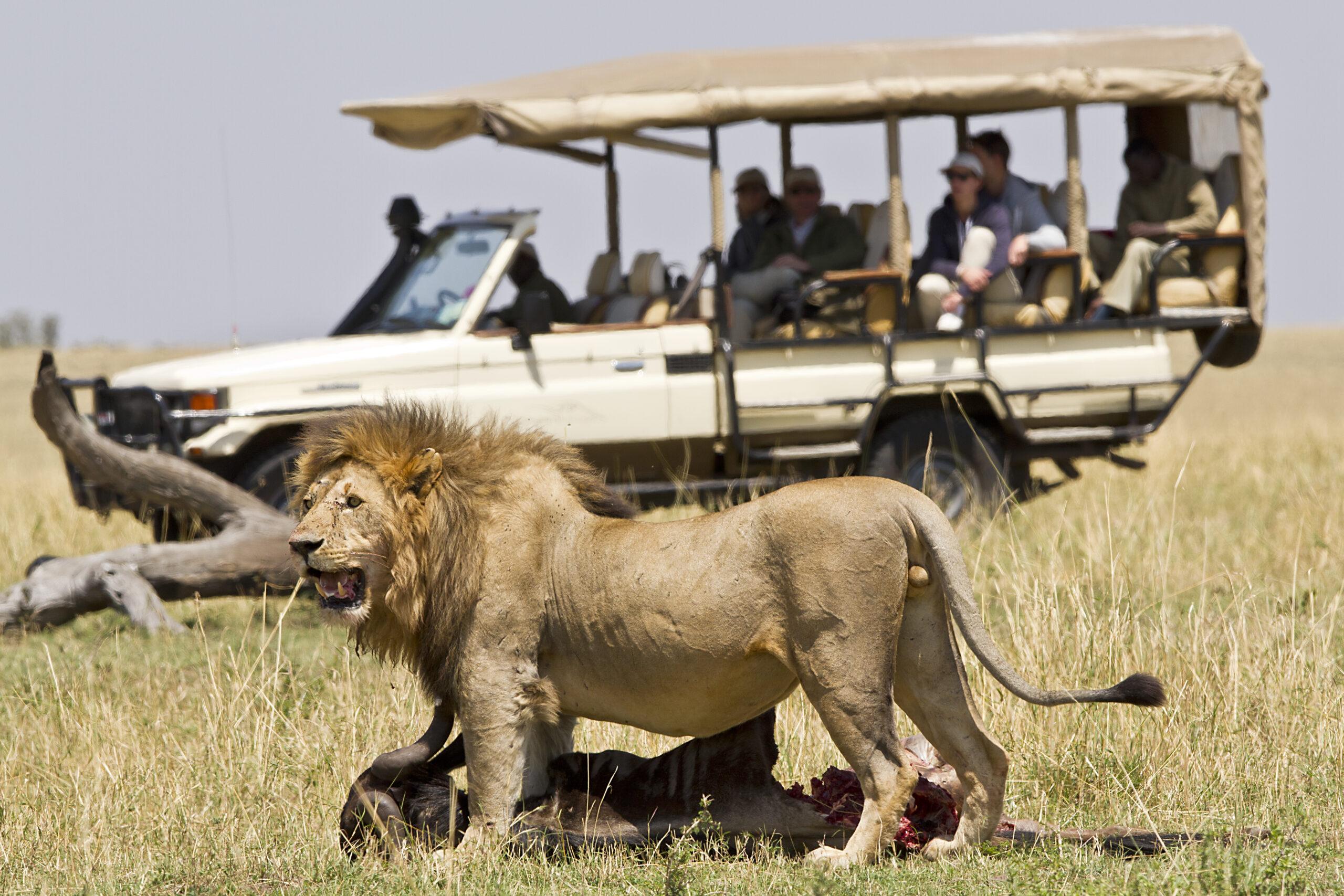 4-Day Tanzania group safari for solo travelers