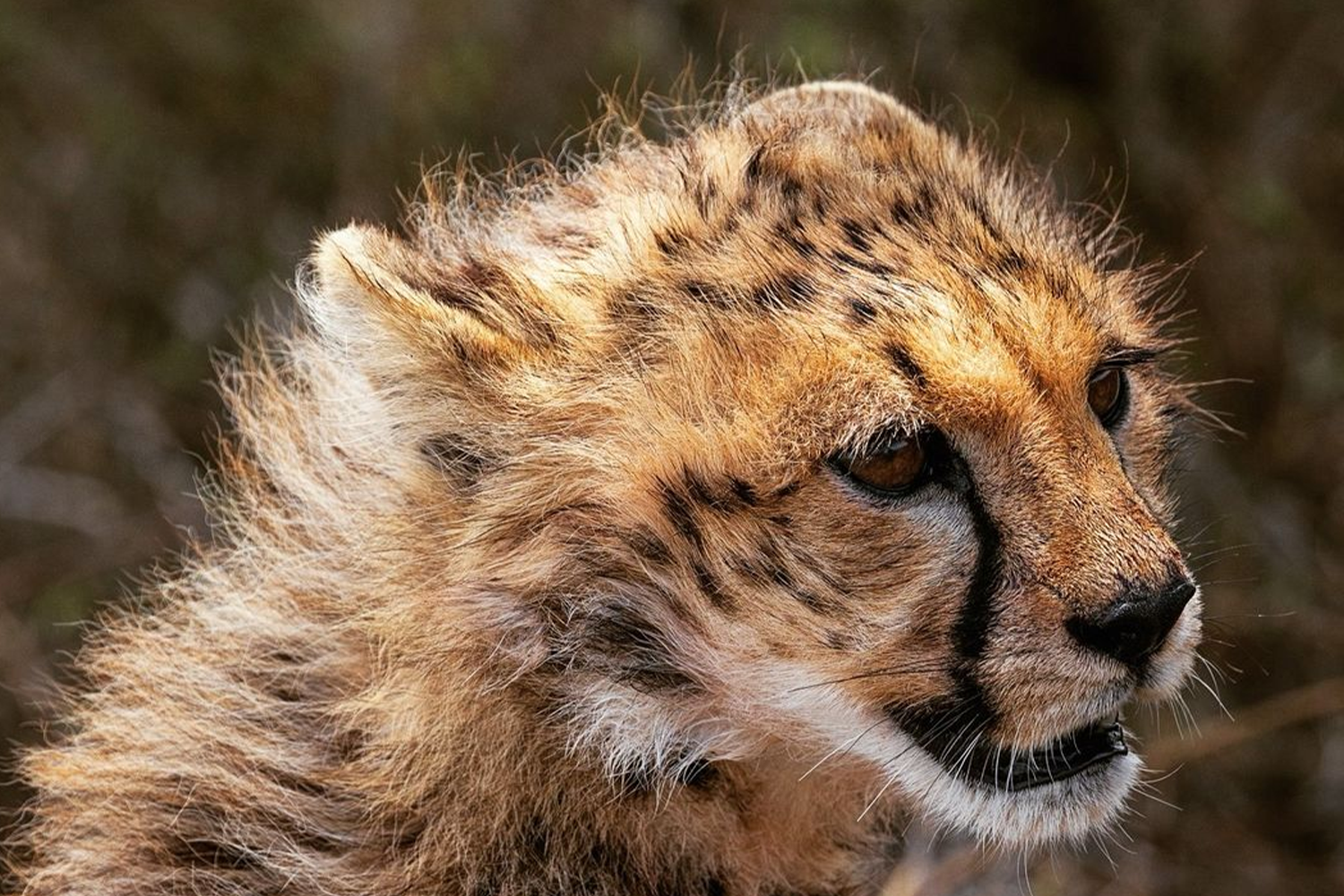 4 Days Tanzania Safari group join Camping Safari sharing cost