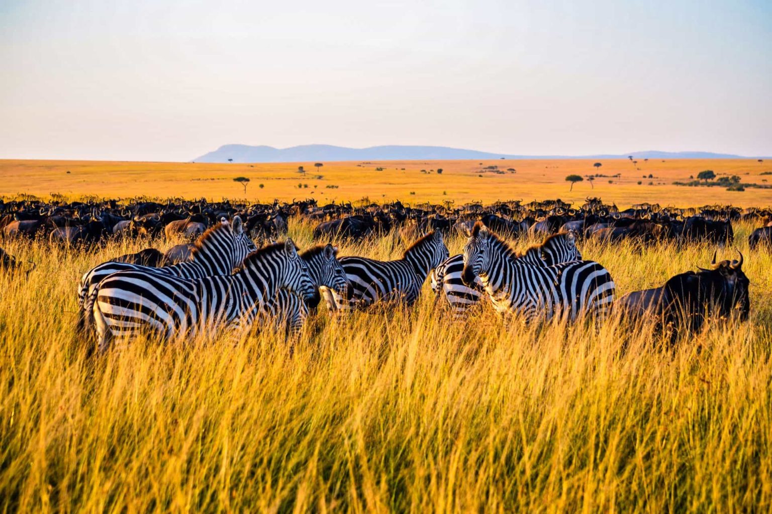 4 Days Tarangire Park, Serengeti - Ngorongoro Safari - Join Group