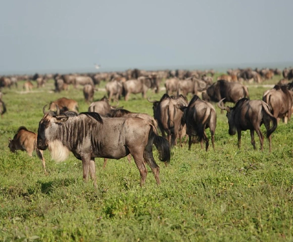 5 Days Great wildebeest Migration Safari in Tanzania
