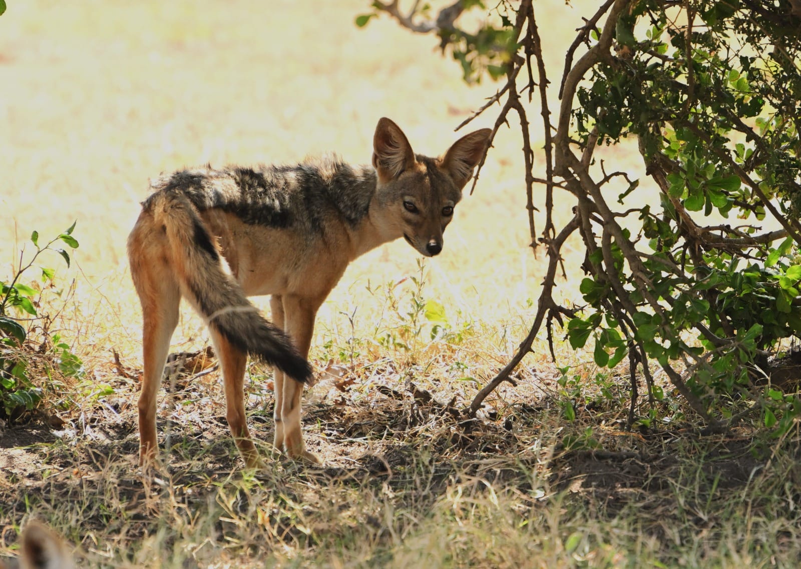 5日間タンザニアキャンプサファリ