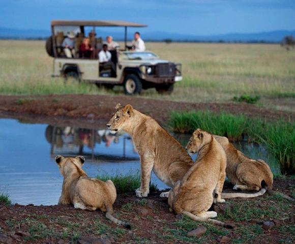 6-Day Christmas Wildlife Safari Tanzania 2024