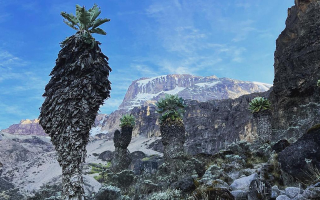 6日間のキリマンジャロ・ウンブウェルート旅程