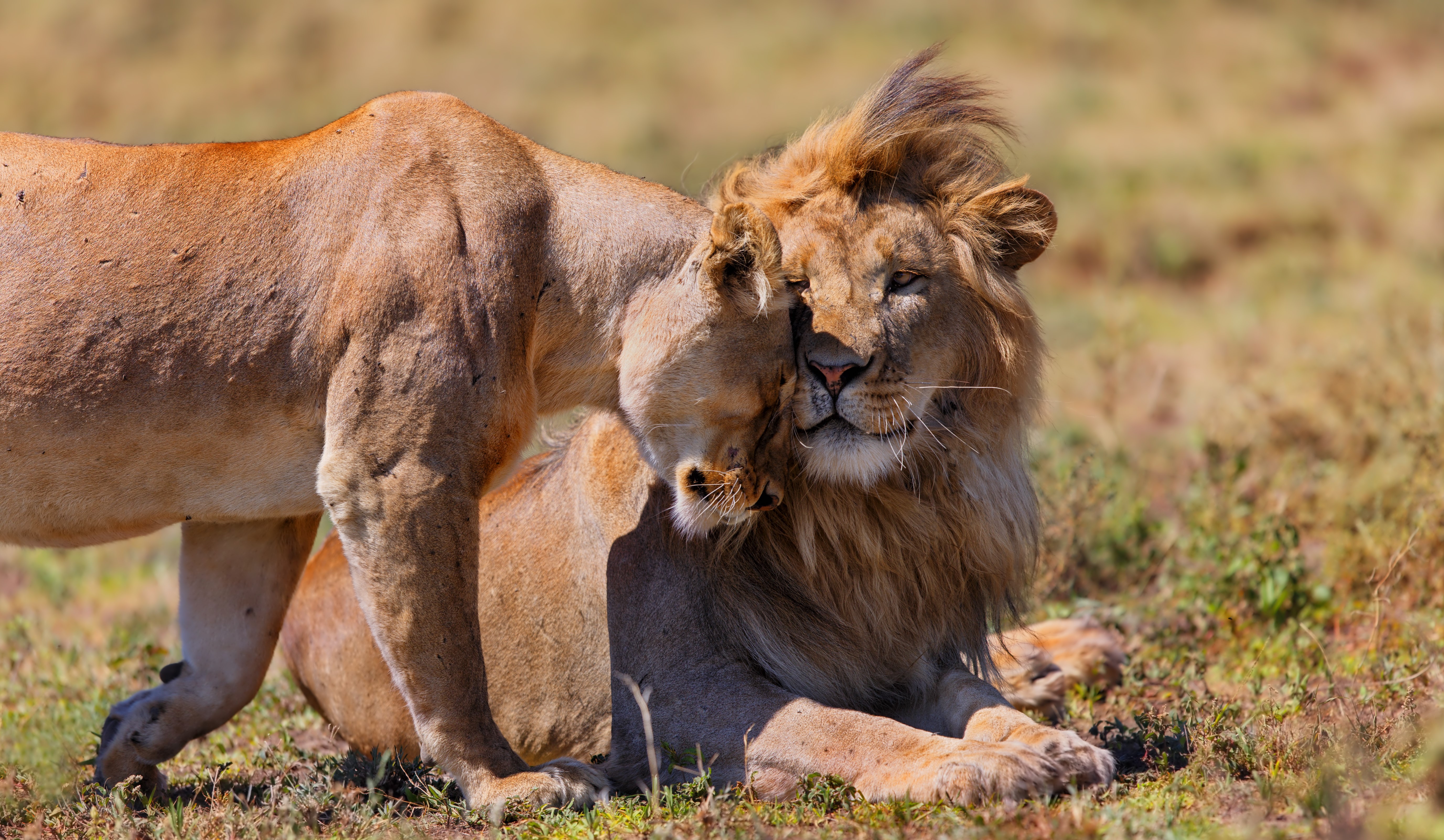 6日間タンザニアキャンプサファリ