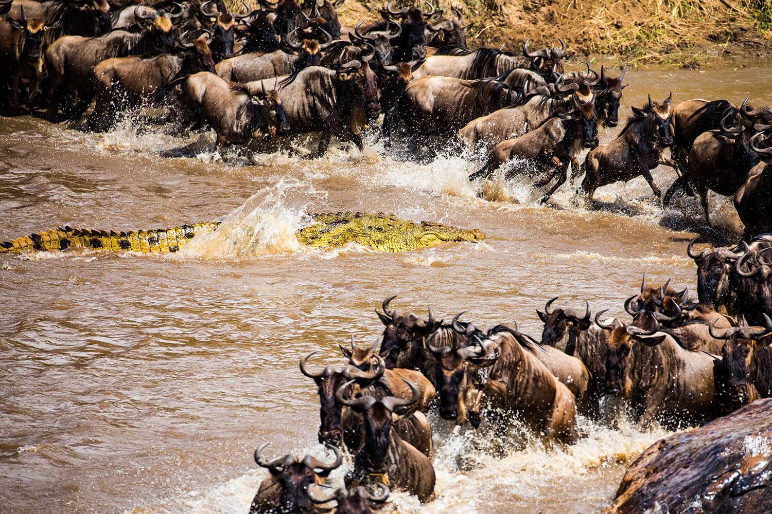 7 Days Tanzania Luxury Great Migration Safari