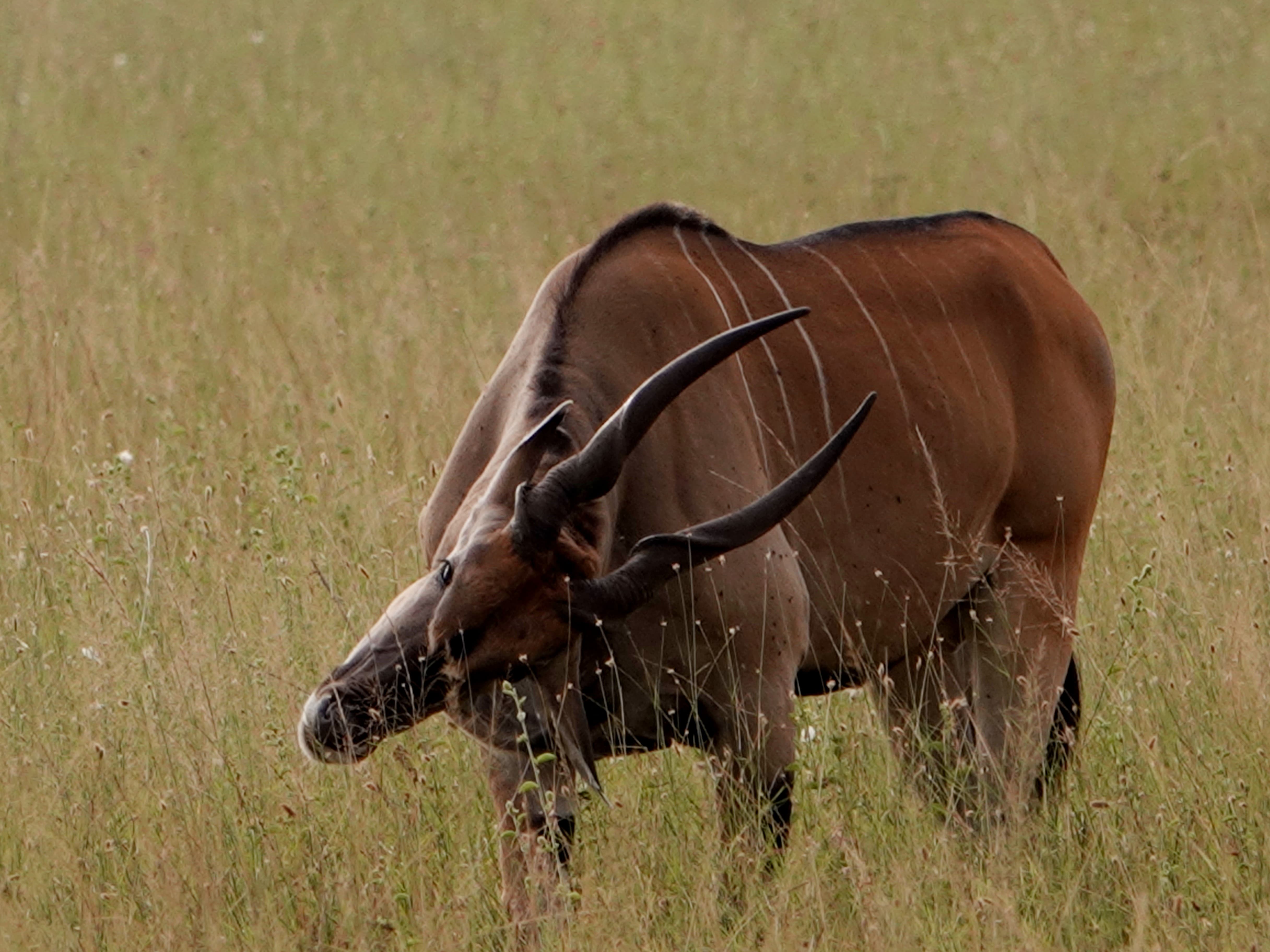 7日間タンザニアキャンプサファリ