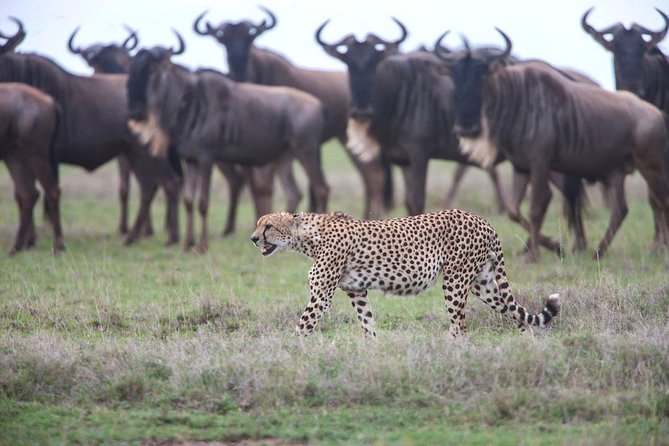 8 Day Ultimate Guide to Great Migration Safaris