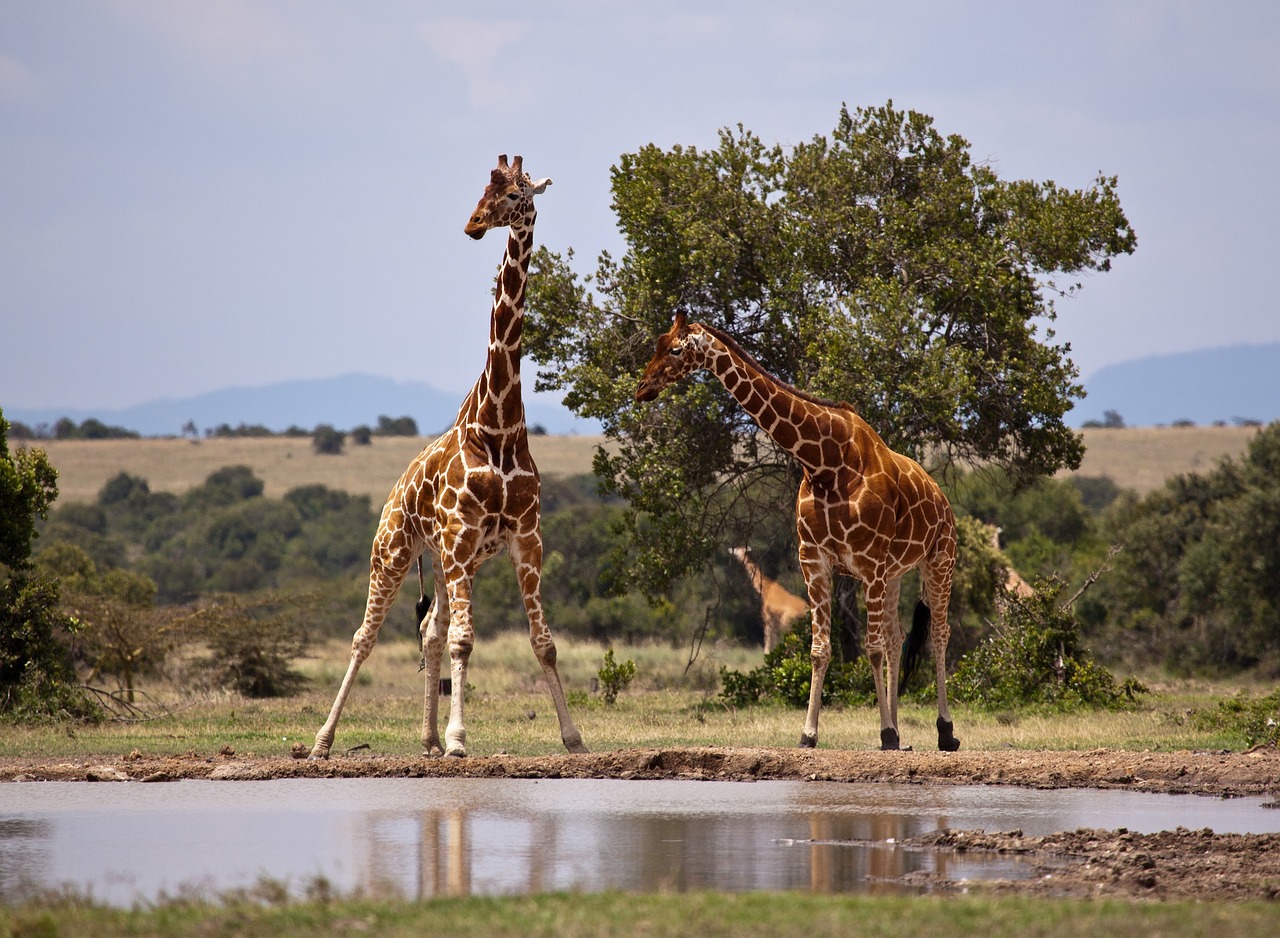 Affordable small group safari tours in Tanzania 2025