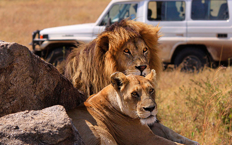 Affordable Tanzania safari packages 2024