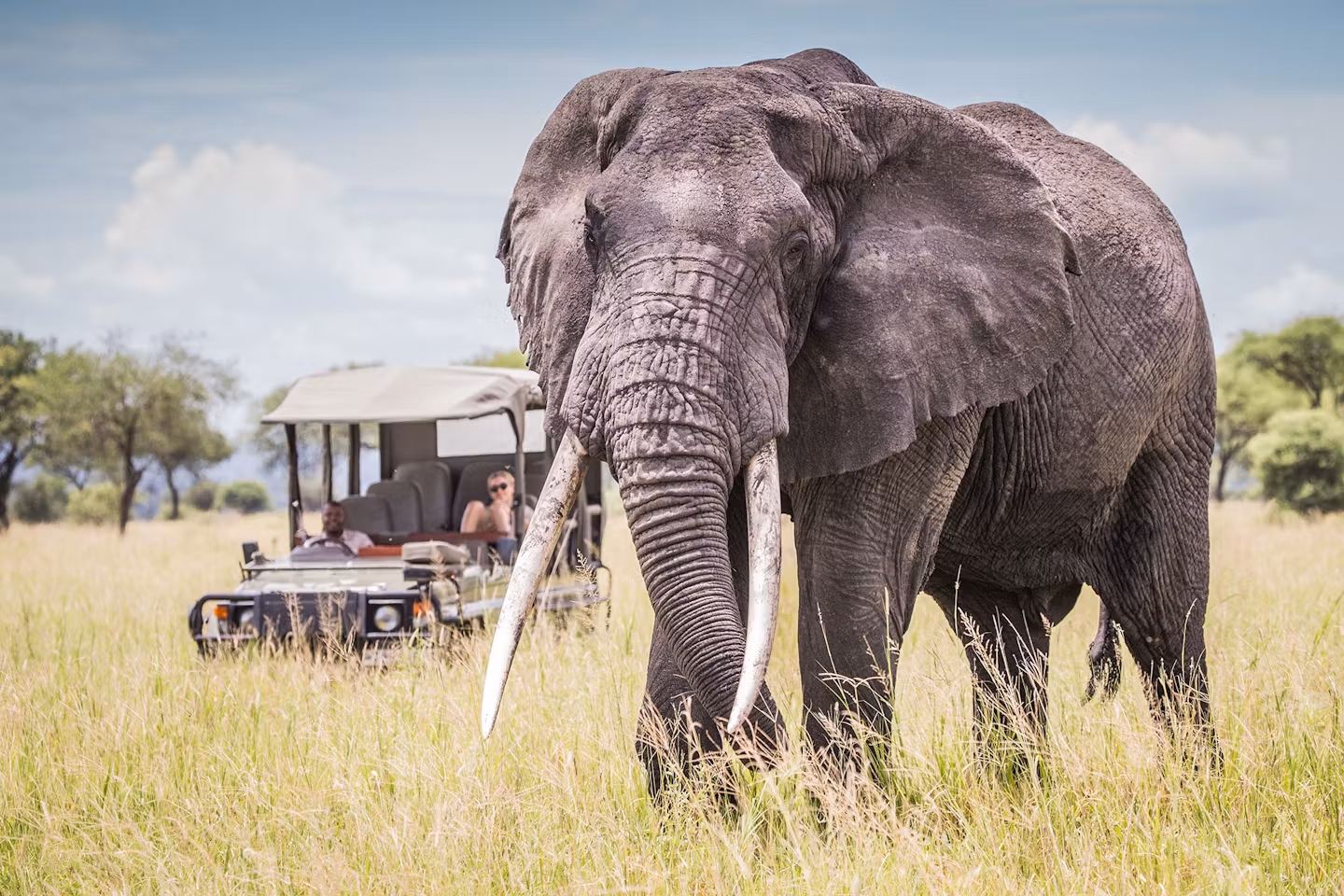 Affordable Tanzania safari, Tanzania wildlife tour