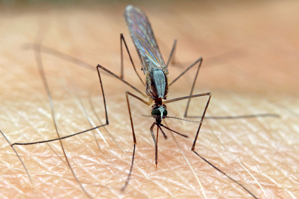 Are malaria precautions necessary for a Tanzania safari?