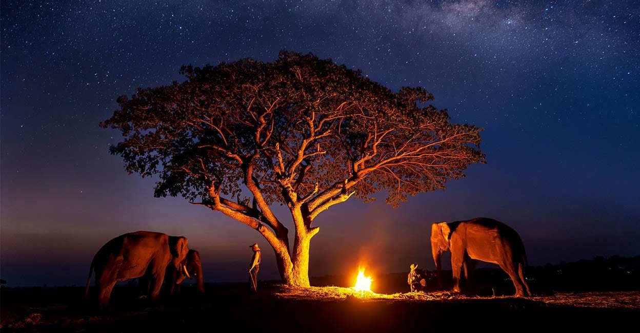 Are night safaris available in Tanzania?
