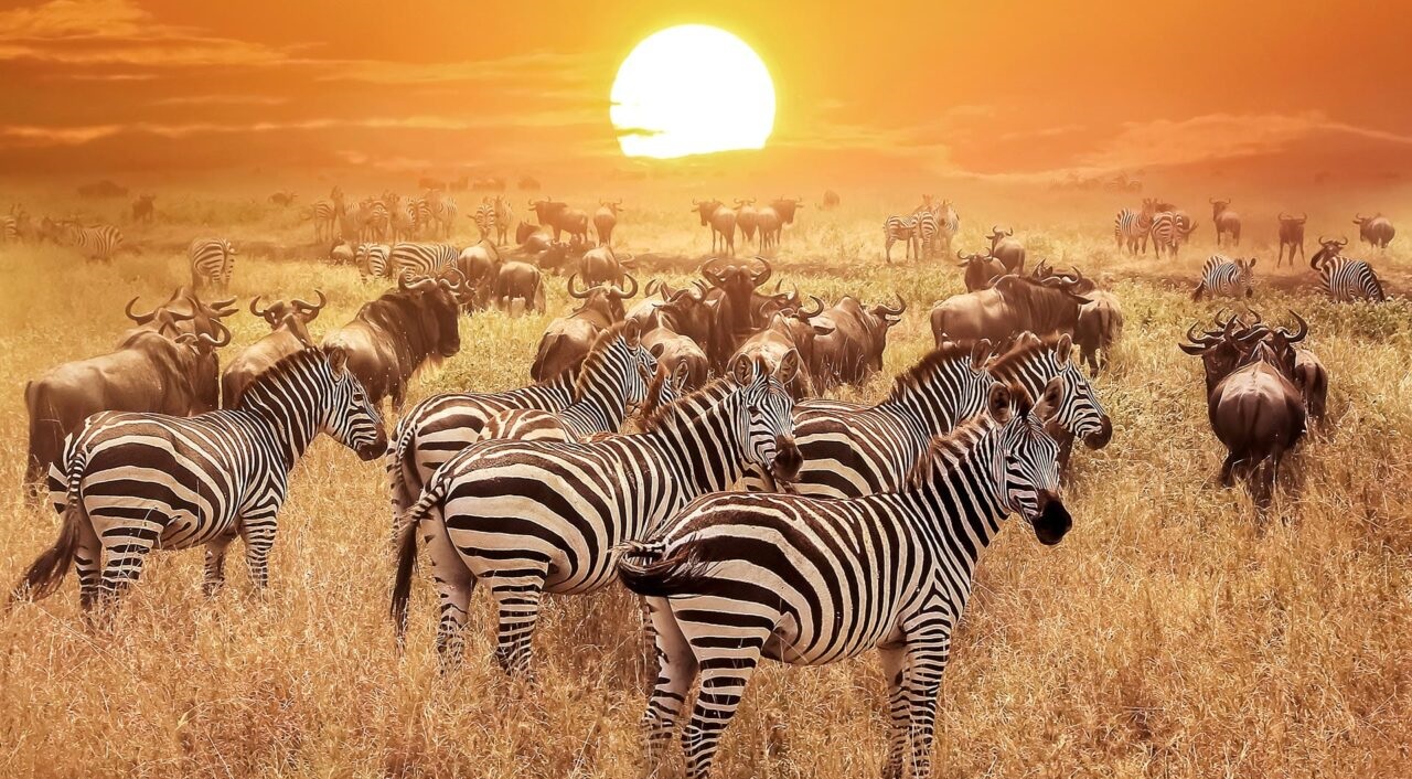 Are there any discounts on Tanzania safaris?