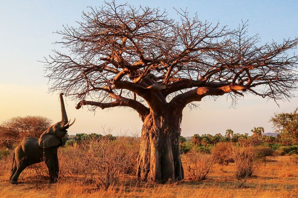 Are there any hiking trails in Ruaha National Park?