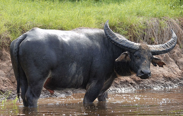Are there buffaloes in Ruaha National Park?