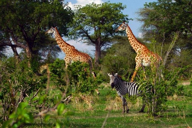 Are there giraffes in Ruaha National Park?