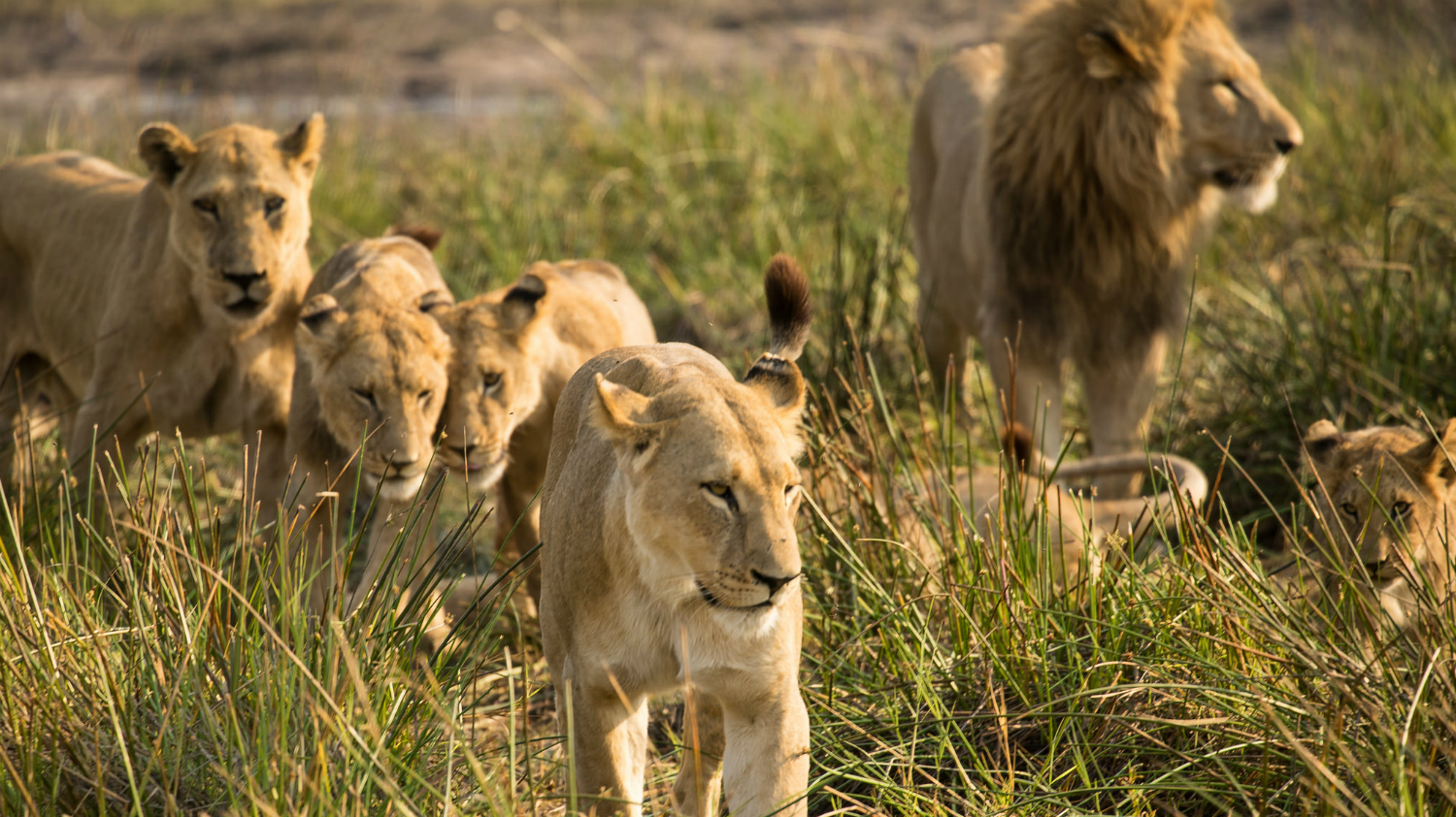 Are there wildlife conservation tours in Tanzania?