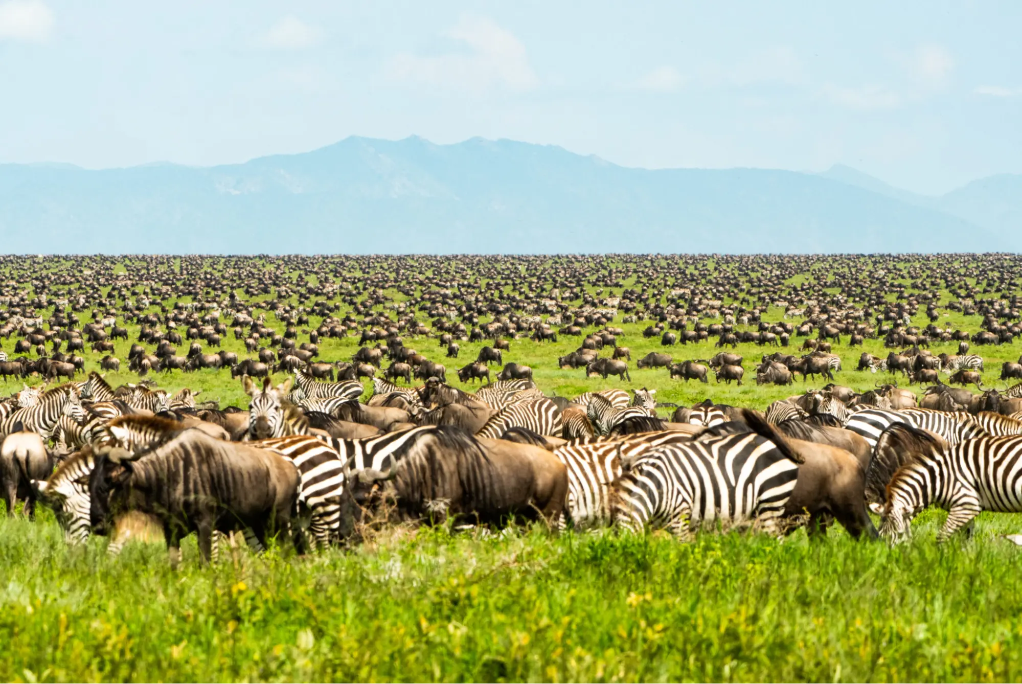 The Best Affordable Tanzania Safari Packages from the UK