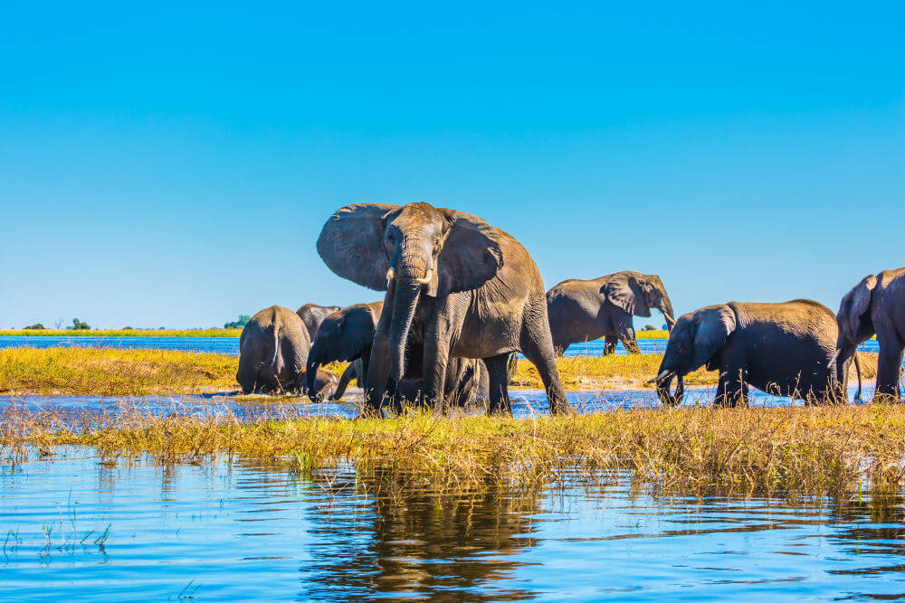 Can I book a Tanzania safari from India?