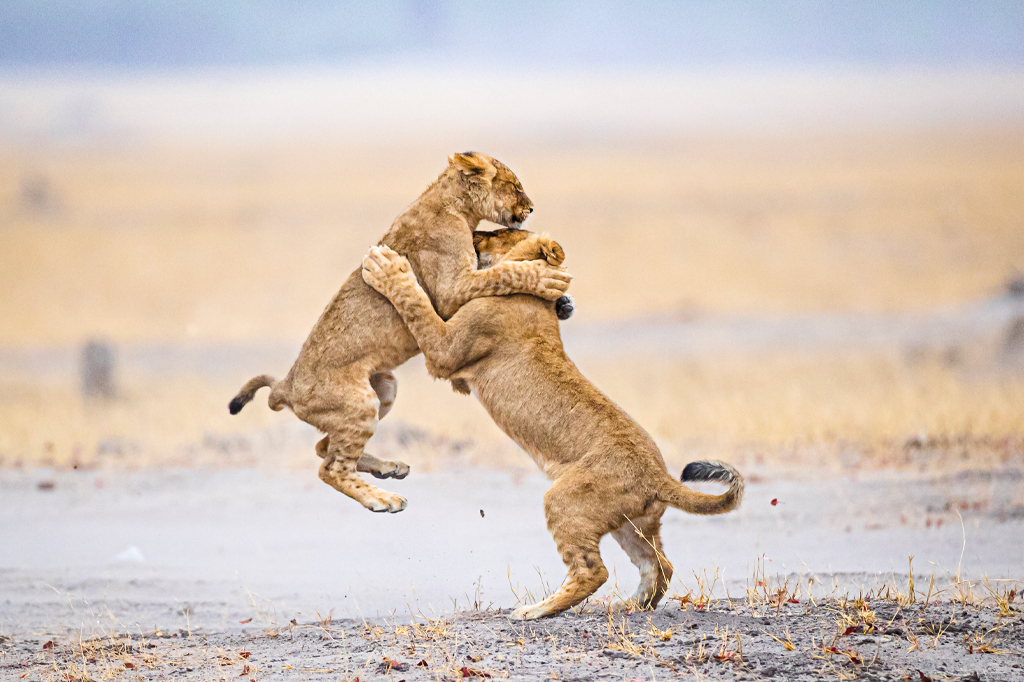 Can I bring a drone into Ruaha National Park?