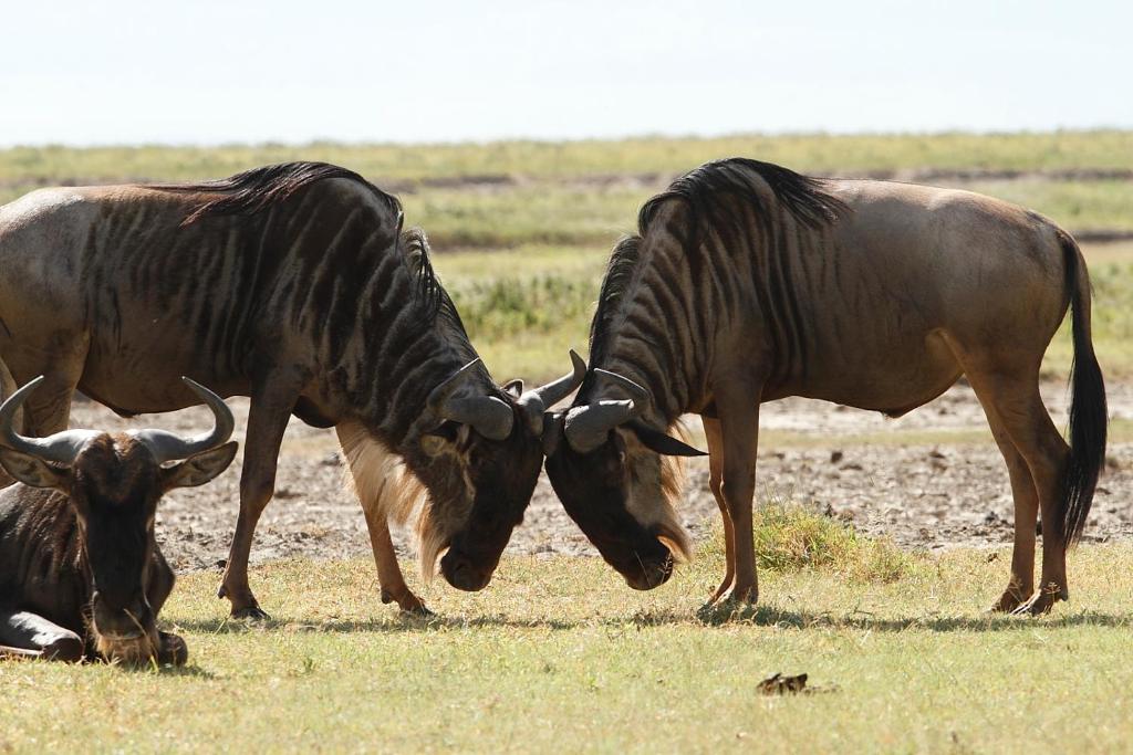 Can I bring pets to Ndutu?
