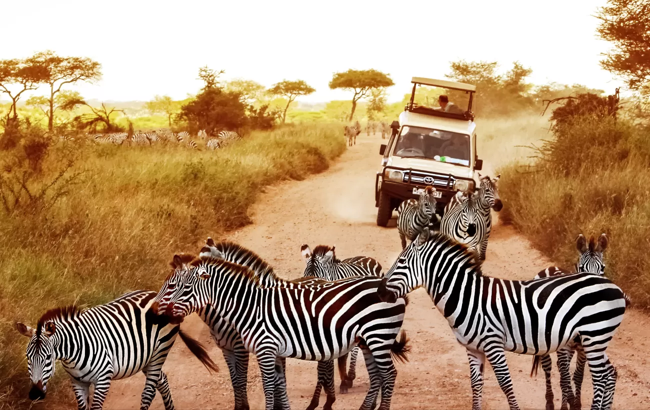 Can I do a Tanzania safari without a guide?