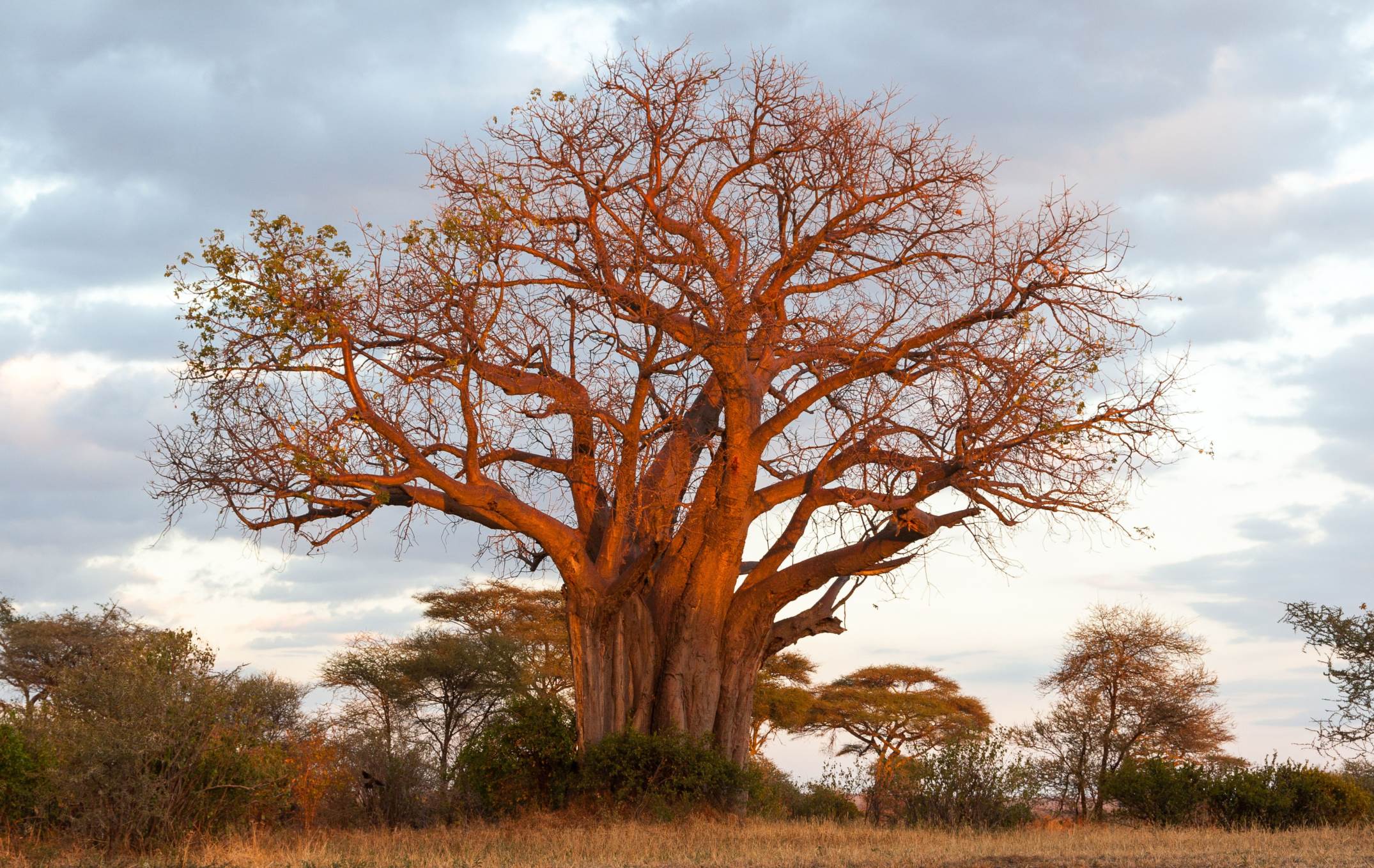 Can I find any rare plant species in Mikumi National Park?