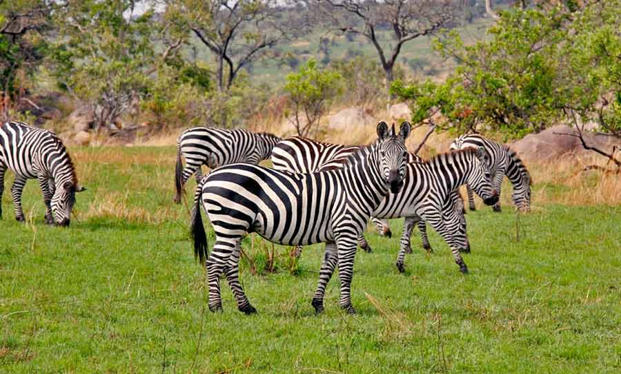 Can I fly directly into Katavi National Park?