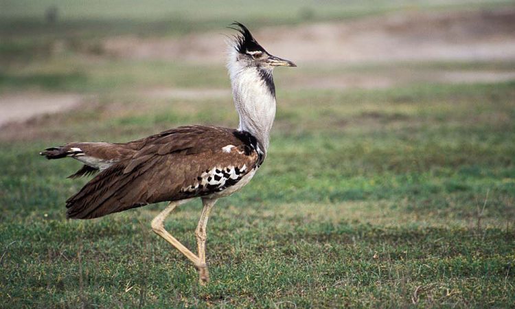 Can I go birdwatching in Tanzania?