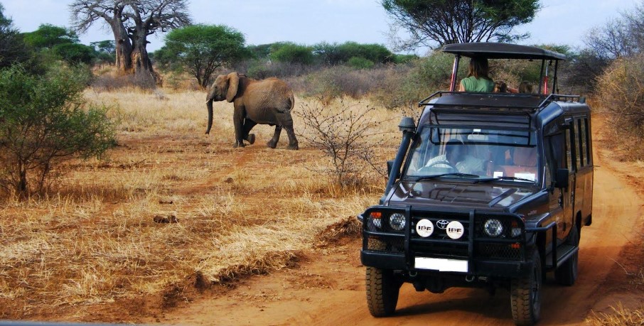 Can I go on a Tanzania safari with a private guide?