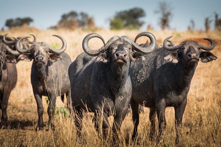 Can I see buffaloes in Mikumi National Park?