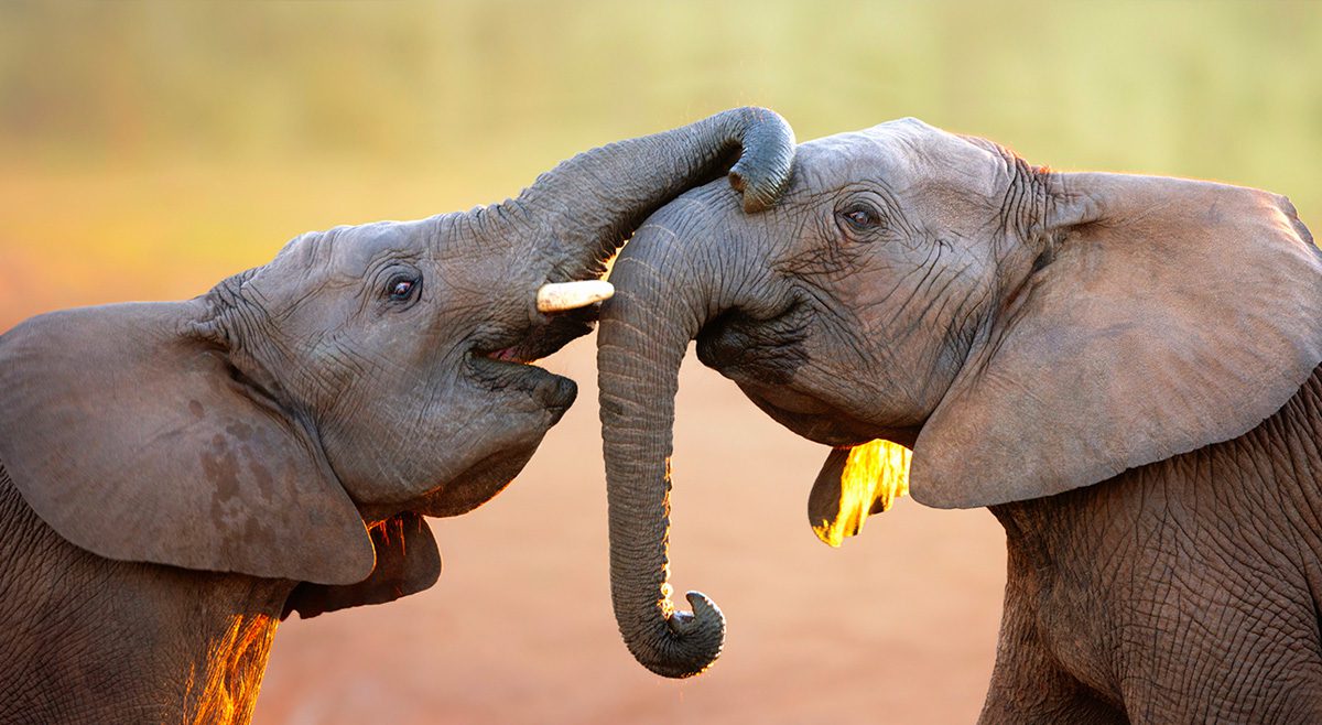 Can I see elephants on a Tanzania safari?