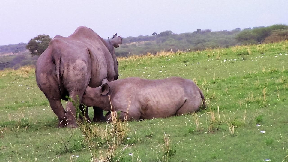 Can I see rhinos on a Tanzania safari?
