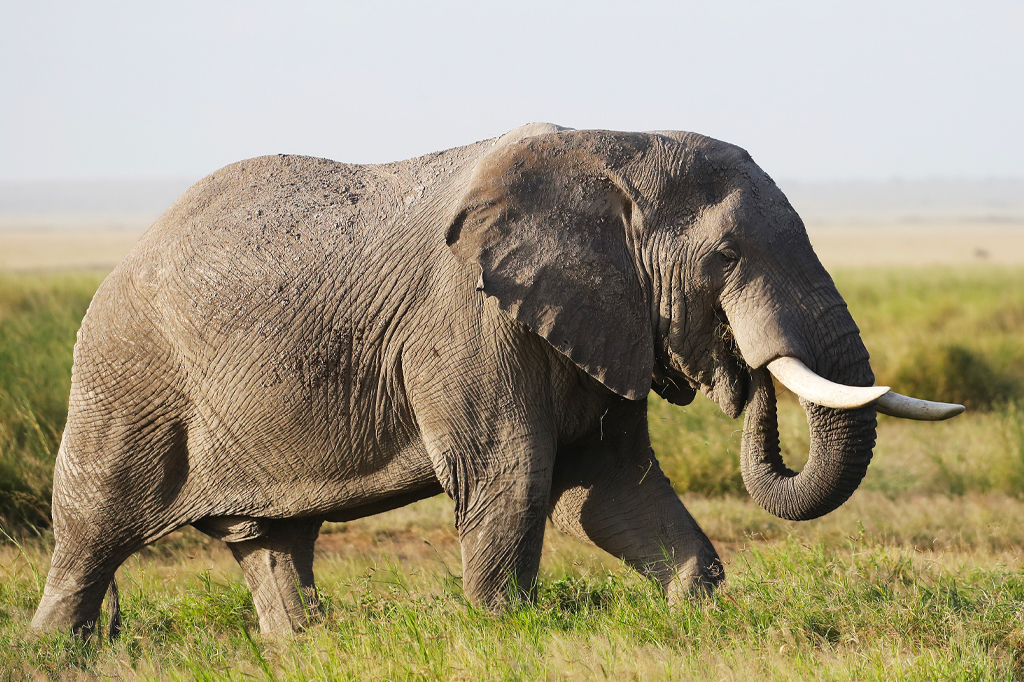 Can I see the Big Five in Tanzania?