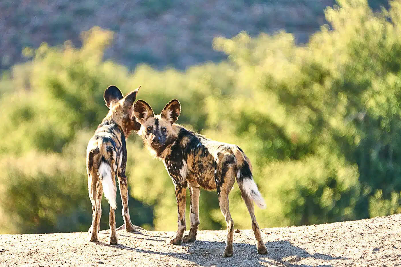 Can I see wild dogs in Saadani National Park?