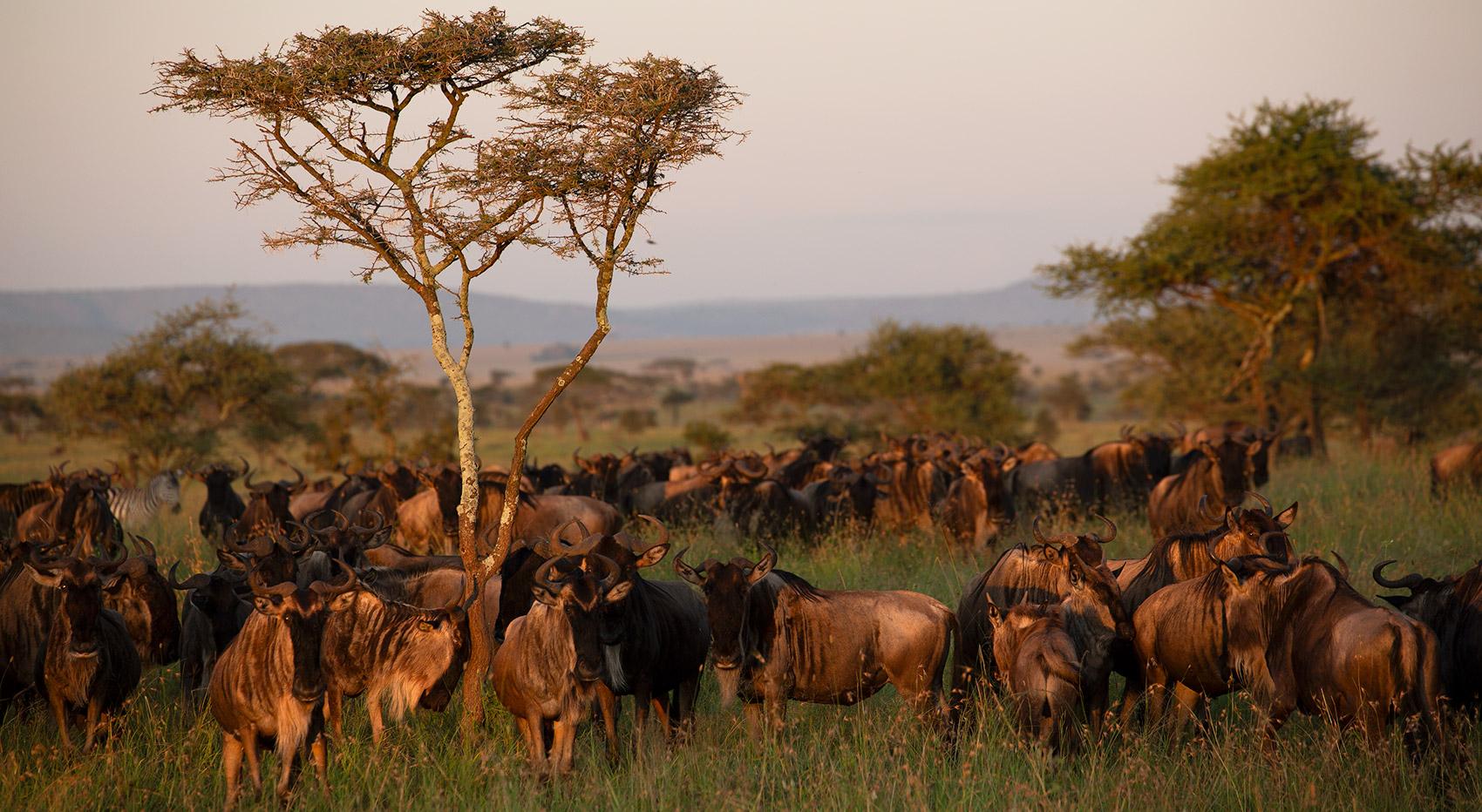 Can I take a Tanzania safari in December?