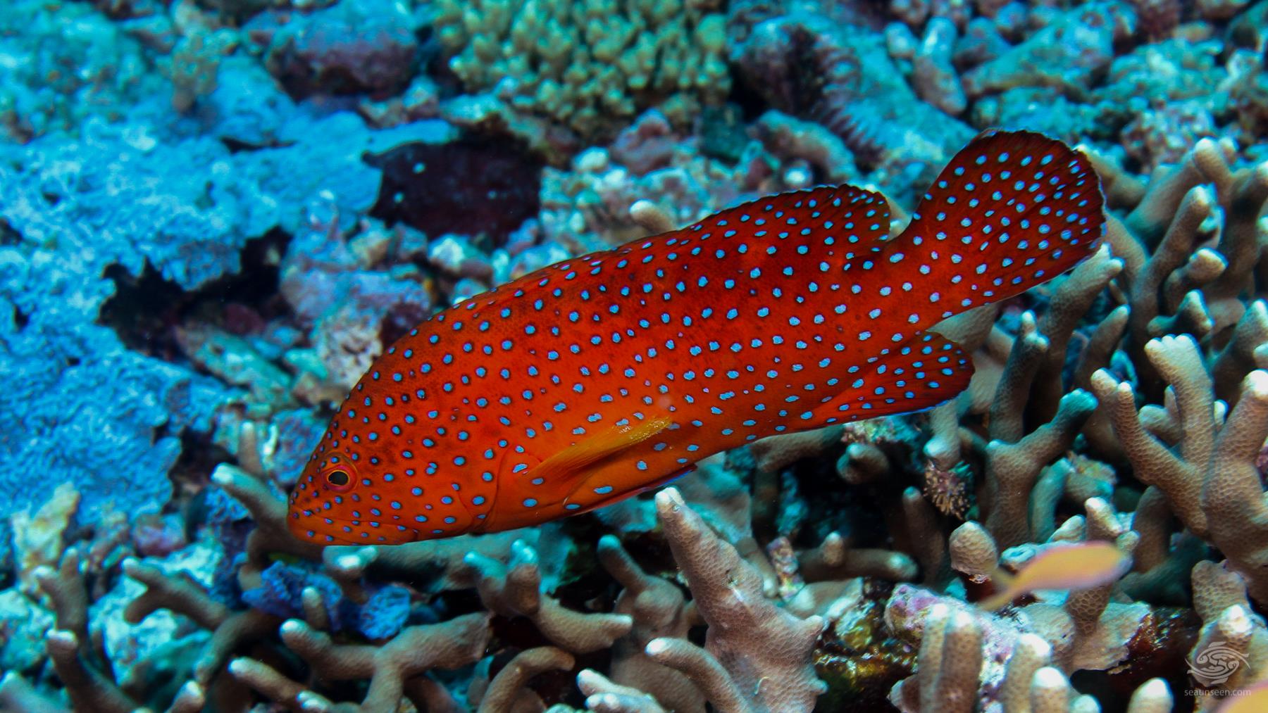 Coral gardens Mafia Island