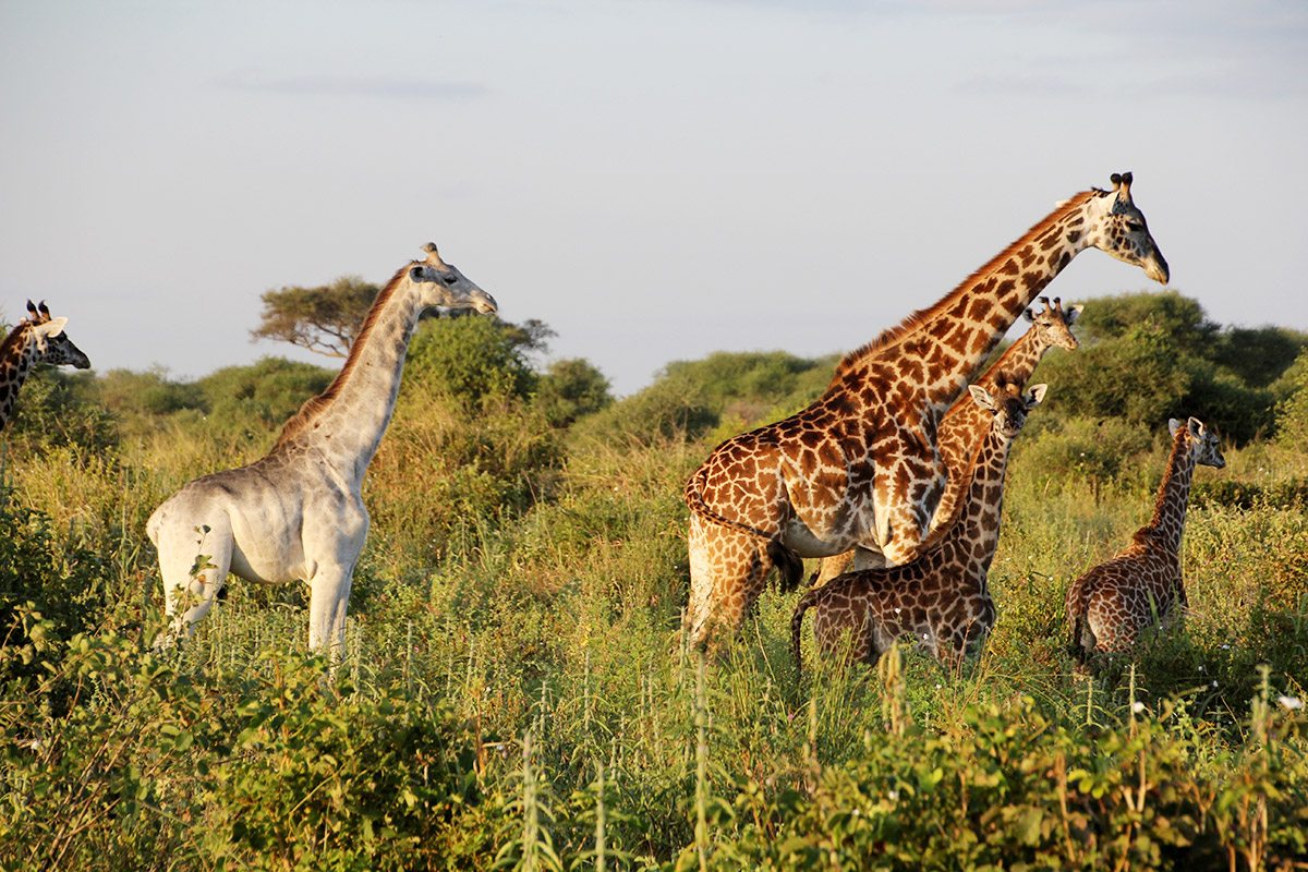Dar es Salaam to Serengeti by flights