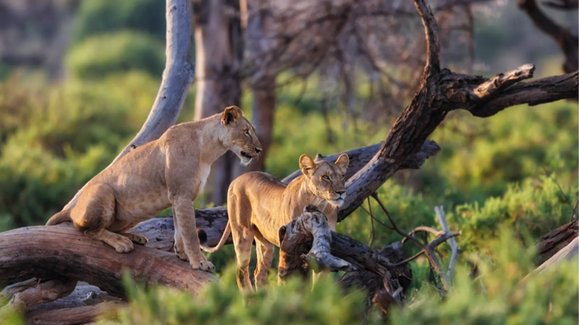 Day trips to Mikumi National Park