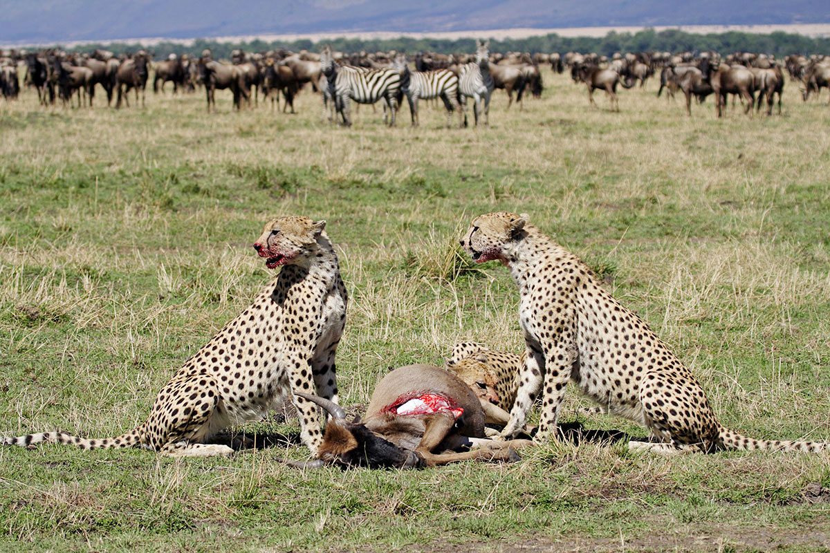 Discover Tanzania Sharing group safari deals 2025 and 2025
