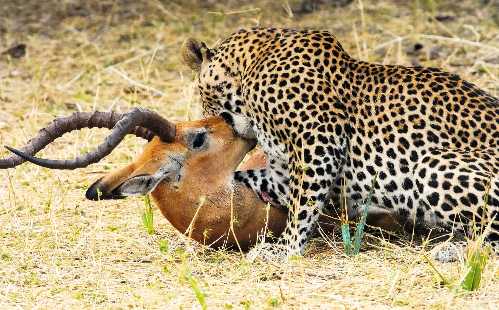 Do I need a guide to visit Ruaha National Park?