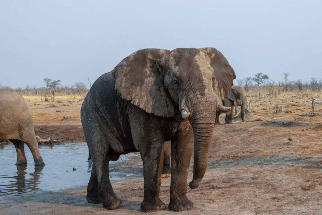 Ethical wildlife encounters in Tanzania