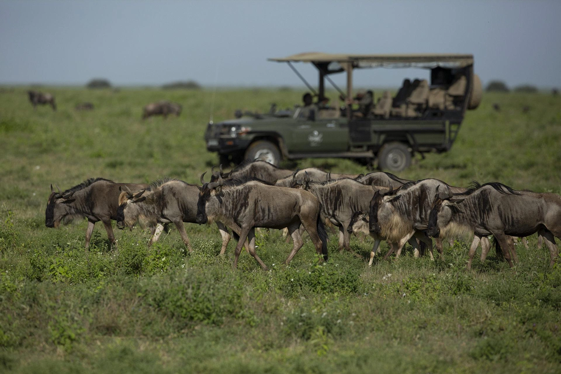 Explore 4 Days Ndutu the Great Migration Season