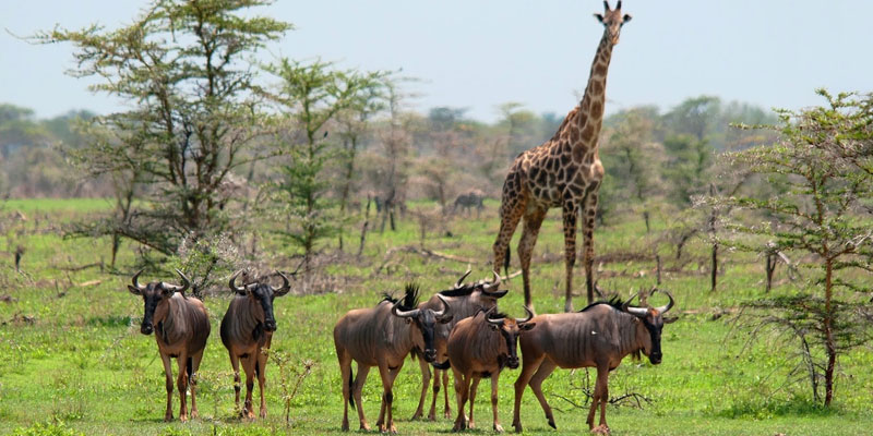 Exploring Simiyu Region with Game Reserves