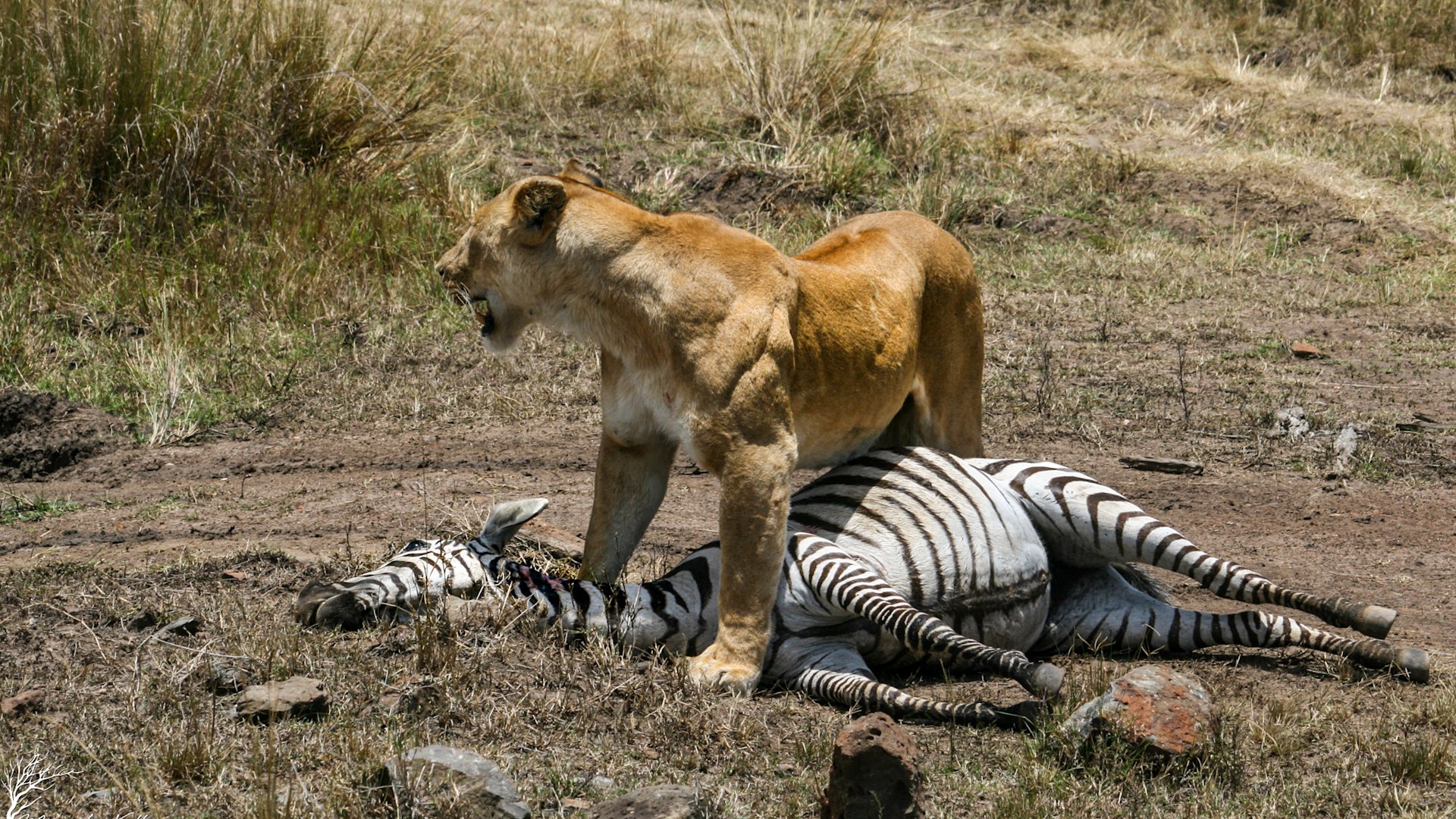 Grumeti Serengeti Conservation, Anti-poaching Serengeti